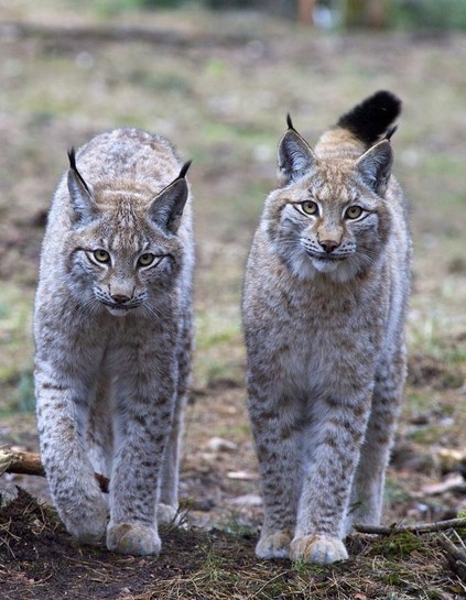 Een paartje lynxen komt op de kijker aflopen.