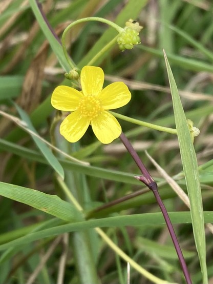 A small yellow flower with five shiny petals, surrounded by grass. 