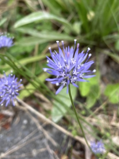 A blue pompom on a thin upright stem. The pompom consists of spiky blue petals, some with tiny white flowers at the end. In between the blue spikes are lighter star-shaped flowers