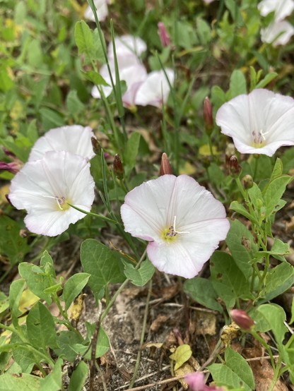 Several white upright bell-shaped flowers, with a touch of pink, stems creeping across the ground, with oval green leaves