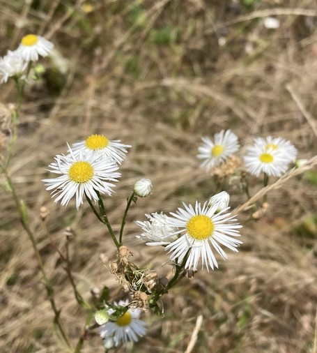 Daisy-like flowers, but the white petals around a yellow centre are much thinner. Yellow dry grass in the background 