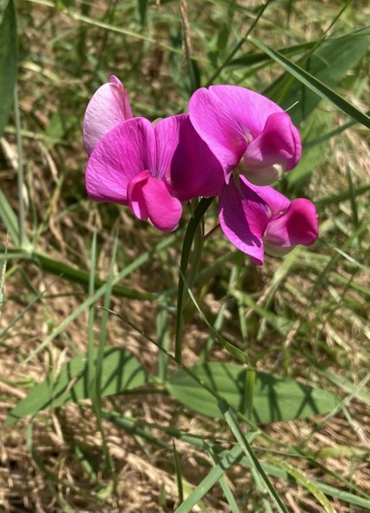 Bright pink flowers similar to those of peas and oblong green leaves