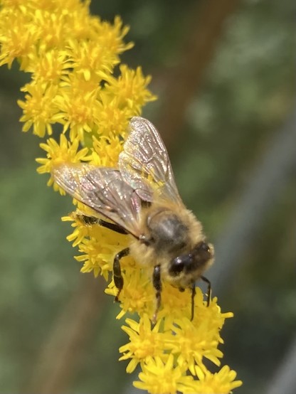 A close-up of a hoverfly on a spike of small yellow flowers