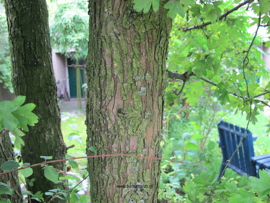 Photo of treespecies Crataegus monogyna : Category is bast-bark-rinde-ecorse-corteza