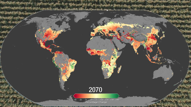 Map of the world showing in red where decreases in corn yields are projected to occur in 2071: parts of North america, South America, West Africa, Central Europe, India, China. Credit: NASA/Katy Mersmann