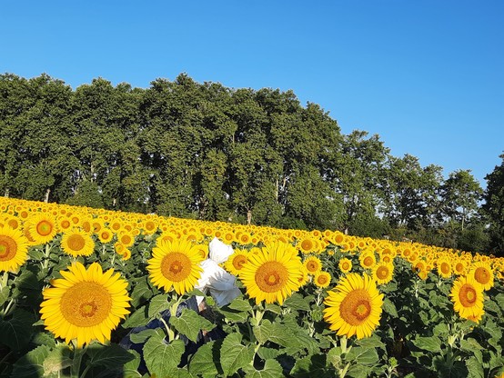 A white-hooded scarecrow almost completely buried in blooming sunflowers