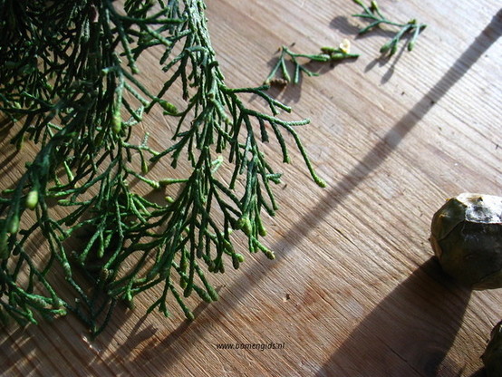 blad-leaf-blatt-feuille-hoja