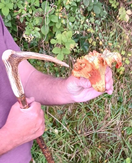 A mans hands, one is holding a hiking stick with a stags horn handle and the other is holding an orange trumpet shaped mushroom which looks a bit ragged