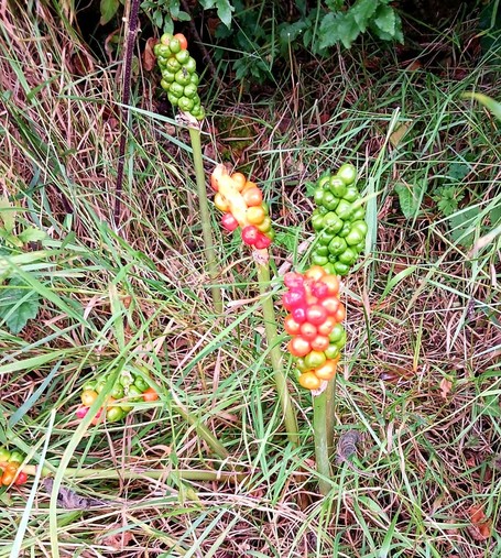 6 stalks of cuckoo pint in the base of a hedge. 1 is still completely green but the others are reddening. 2 have fallen over