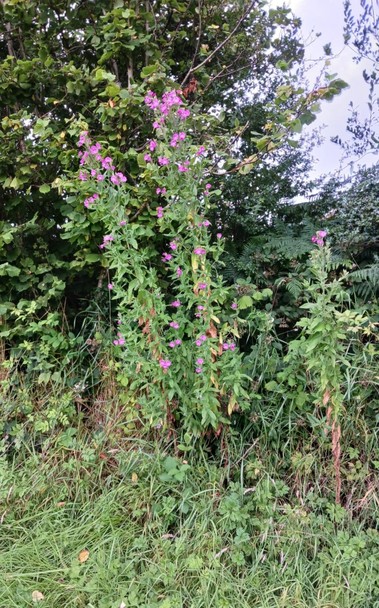 3 stalks of greater willowherb. 1 is the more normal size and the other 2 tower up in the hedge. They have many pink flowers but they are not as striking as rosebay willowherb