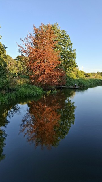 The river, Aarhus, early evening. The sky is cloudless light blue. The water is dark blue and like a mirror. Two magnificent tall bushy old trees rise on the far bank, one dark green, the other orange-red. From here, they look like one tree with two different  colours on each side. The orange-red tree leaves are glowing in the setting sunlight. The trees are reflected perfectly in the water. The scene is like nature at rest, looking beautiful, serene, peaceful, looking like the opposite of the word 'Monday'.