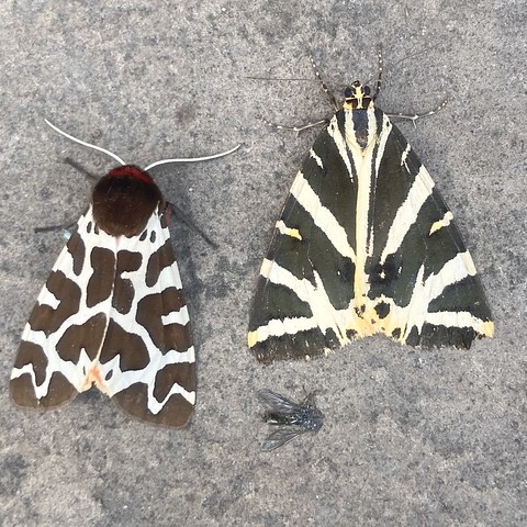 Overhead shot of two similar but different moths. Both are about 4-5cm, so on the larger side. On the left is a Garden Tiger. It is triangular and very smart looking. It has a sleek, jet black furry head. Its coat is black blotches on a white background. The blotches are symmetrical on each wing but generally do not touch each other so there is a maze of white lines around the blotches.

On the right is a Jersey Tiger. Is it also triangular and slightly larger. It has a scruffier appearance. It does not have  a furry head, instead it just ends in a point with two eyes. Its coat is similar to the Garden Tiger but its black botches on white, although still symmetrical appear to come in vertically diagonally down from the wing edges almost forming V shapes. 