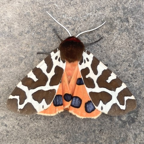 A Garden Tiger overhead showing its hindwings. Its forewings are  half opened out.  The forewings are black blotches on white background.  It has a jet black, neat furry head.  its underwings are bright orange  with large dark blue circles running along the bottom edge
