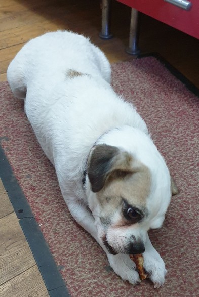 A mostly white terrier cross, possibly pug as he has a curly tail. About a third of his little round head is tan and one ear is brown. He is holding a gluten free treat in his little front paws and chewing it. His teeth don't occluded properly at the front so he is not a destructive chewer.