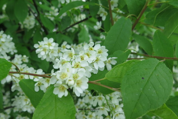 Photo of treespecies Prunus Padus : Category is bloem-flower-blume-fleur-flor