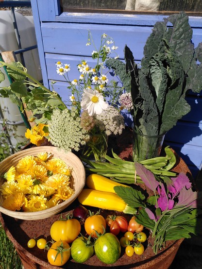 Photo of allotment pickings on a rusty oil drum in front of a bright blue shed. There are various flowers like ammi and feverfew, a basket of marigold heads, kales, runner beans, bright yellow courgettes, magenta spinach, various colour and shape tomatoes