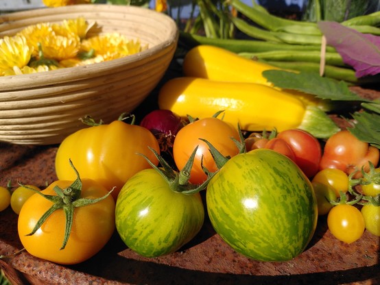 Close up of tomatoes, some orange, green striped, tiny and yellow. Everything is very bright and almost glowing with colour.