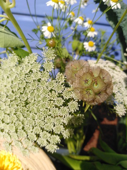 Close up of big umbelliform Ammi flowers and some scabious seed heads with little feverfew flowers behind