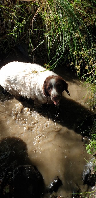 Bella, our older springer is standing in some muddy water having already laid in it. She is mostly white with a brown head with a white blaze down her face. Her tongue is out and she is very pleased to be wet