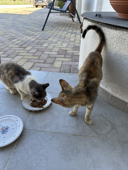 Two cats, one tabby and white, the other tabby, eating kibble from a patterned plate on a patio