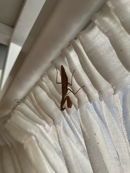 A preying mantis hanging upside down on a linen curtain