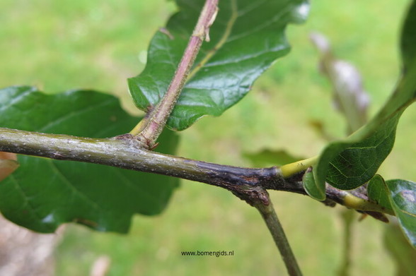 Photo of treespecies Quercus rhysophylla : Category is boom-tree-baum-arbre-arbol