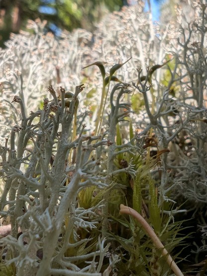 Cladonia stygia lichen