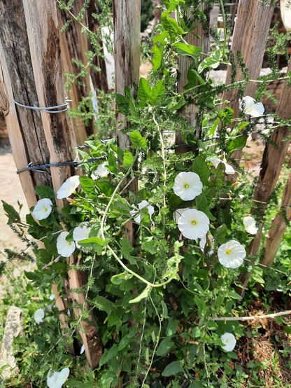 White flowers (bindweed?) on a temporary picket fence in the chateau with native wild asparagus growing through