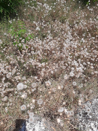 Weeds gone to seed along the trail