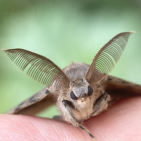 Close up of a moth face. The moth sits on a finger. He has mousy brown fur with paler fur to the breast area. It has two close set black eyes. It has enormous feathered antenna that look like hair combs. It wings stretch out behind like a cape.