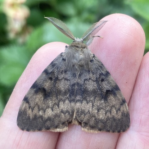 Overhead shot of the same Gypsy Moth from the first picture. It is quite large covering the top half of two fingers It is equilateral triangle shaped. At its apex at the top, two large, feathered antennae stick up, The colour is largely mousy brown but with wavy lines either side of bands of lighter and darker brown and close to black running horizontally from wing edge to wing edge