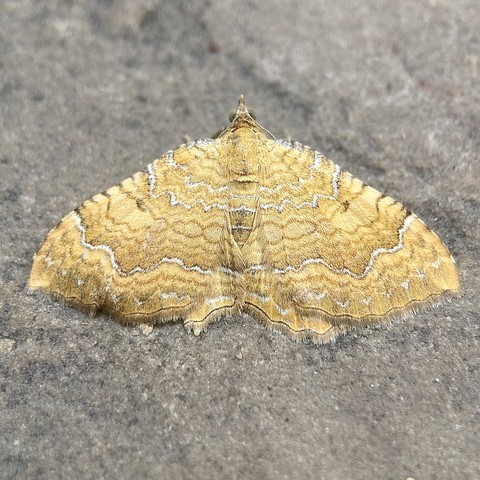 Overhead shot of a flat semi-circular moth on concrete. It has a tiny head at the apex with  two pinhead eyes. It is bright, sunny yellow,. It has lots of intricate wavy lines of orange and occasional white that run horizontally across the wings giving it the  appearance much like a beach shell.