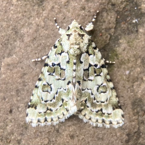 Overhead shot of an arrowhead shaped moth, about 1 to 1.5cm, so quite small. It is entirely covered in a warm, intricate marbled green colour. The green blotches do not follow a uniform pattern as such, but are mirrored on each wing. The green blotches are edged lightly in black and white. The greens are largely darker olive and lighter sage. There are small black squares that run down each wing edge side and small black triangles that run across the bottom wing edge.