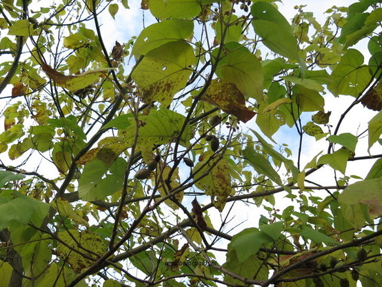 blad-leaf-blatt-feuille-hoja