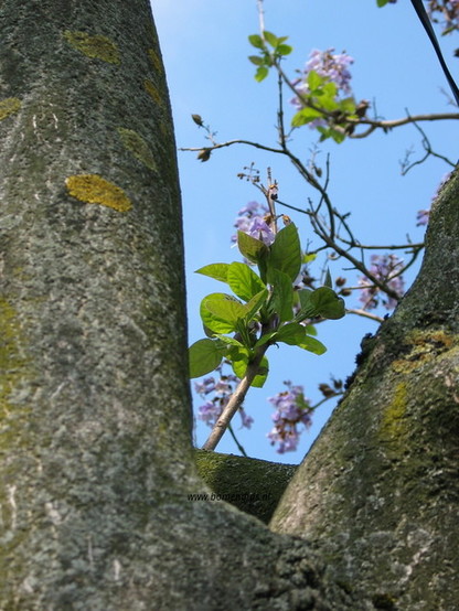 bast-bark-rinde-ecorse-corteza