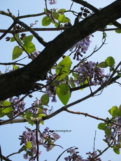 lente-spring-fruhling-printemps-primavera