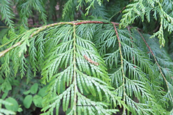 Photo of treespecies Thuja plicata : Category is foliage