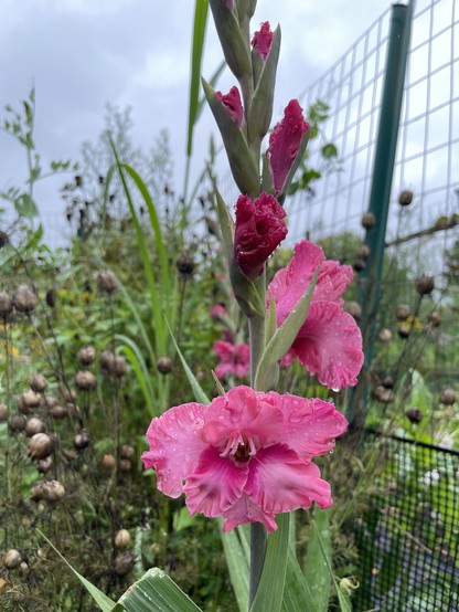 Close-up of bright pink gladiolus flowers with water droplets in a garden, with a wire fence and greenery in the background.