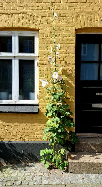 Close up, a section of a deep yellow house facade. The pavement is grey stones. A brown stone step leads up to the front door. Between the edge of a white-framed window and the black door, a single hollyhock has risen from a crack in the pavement. It is 2 or 3 metres tall with bushy green leaves. Unopened buds and fully bloomed light pink flowers dot all the way up the long thin stem. It is thriving there, alone in the stone, snaking up the house wall.