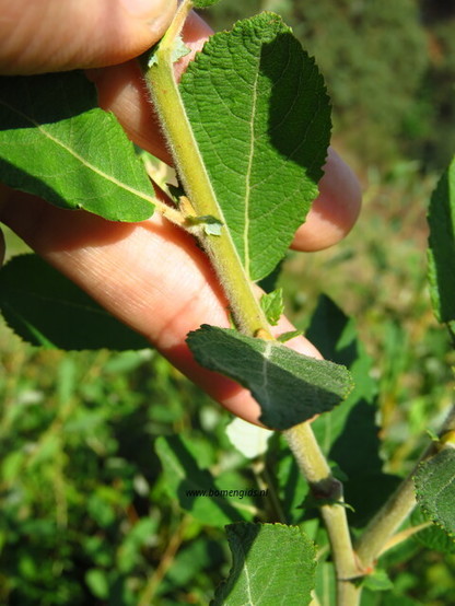 Photo of treespecies Salix elaeagnos : Category is bastjong