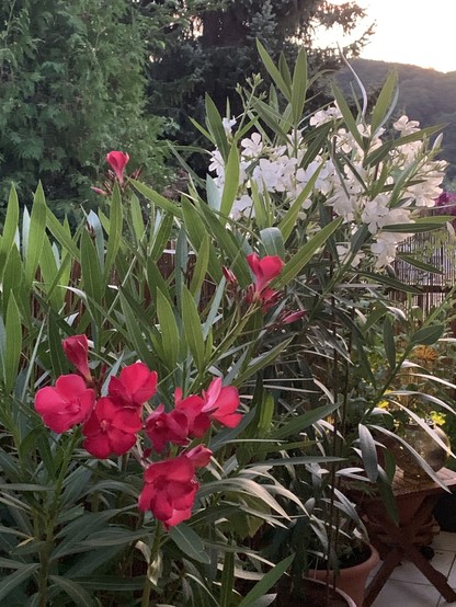 Flowering plants with pink and white blossoms on a balcony with a backdrop of trees and hills.