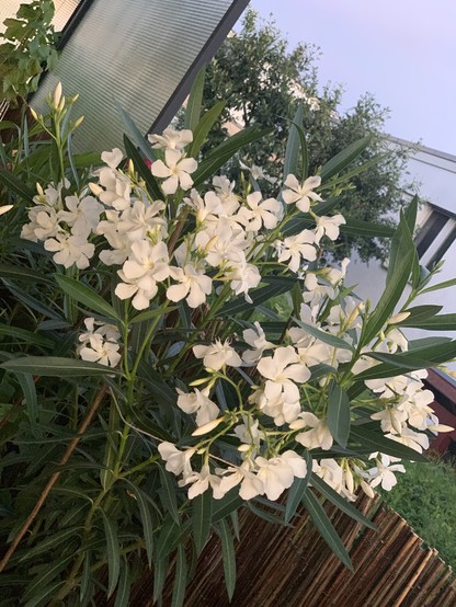 White oleander flowers with green leaves, situated near a building and a garden area.