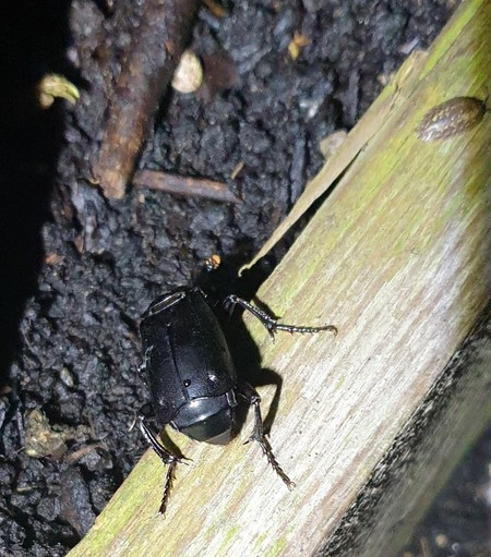 A rear view of a big black beetle with square wing cases that don't cover the end of its abdomen. You can just glimpse its distinctive brown antenna. It is on the edge of the short raise side to a bed. There is a woodlouse close by. Sexton beetles are nature's undertakers. They bury bodies and lay their eggs in them. Yucky but necessary