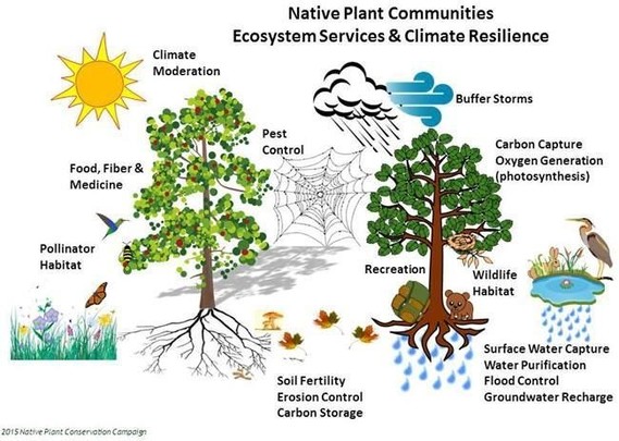 Esquema con los servicios ecosistémicos de los árboles.