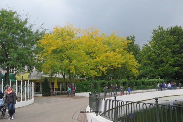 Photo of treespecies Gleditsia triacanthos : Category is herfst-autumn-herbst-automne-otono