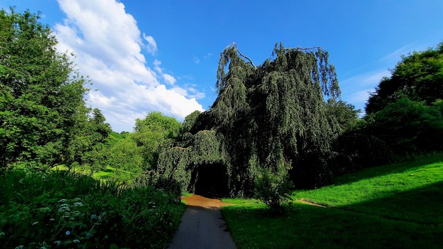 Standing on a path in Aarhus Botanical Gardens. The sky is deep blue with a deep patch of white clouds coming in from our right. Left and right, slopes of grass and trees and bushes in verdant greens. Ahead, a fabulous amazing ancient willow tree on the right has grown over the path creating a natural tunnel with horseshoe-shaped entrance. Where we are, everything is blanketed in deep black shadow. Just before the entrance to the willow, in a straight line, everything is in full sunlight. The effect is like a journey from a dark world ending as we have found the portal back to light.