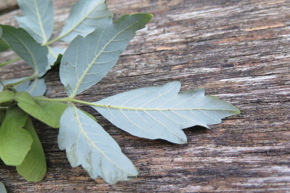 blad-leaf-blatt-feuille-hoja