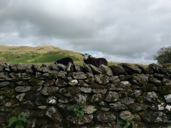 A small Herdwick lamb with a white face, dark wool and little nubs for horns is looking over a stone wall - something like a smile on its face. 