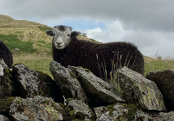 Close-up of the lamb's face - eyes wide apart, fluffy wool, very cute indeed.