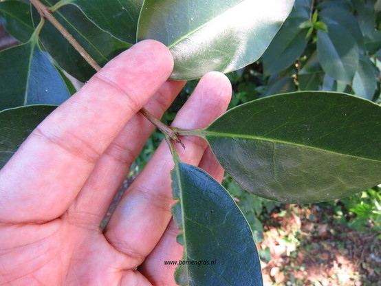 Photo of treespecies Ligustrum lucidum : Category is loot